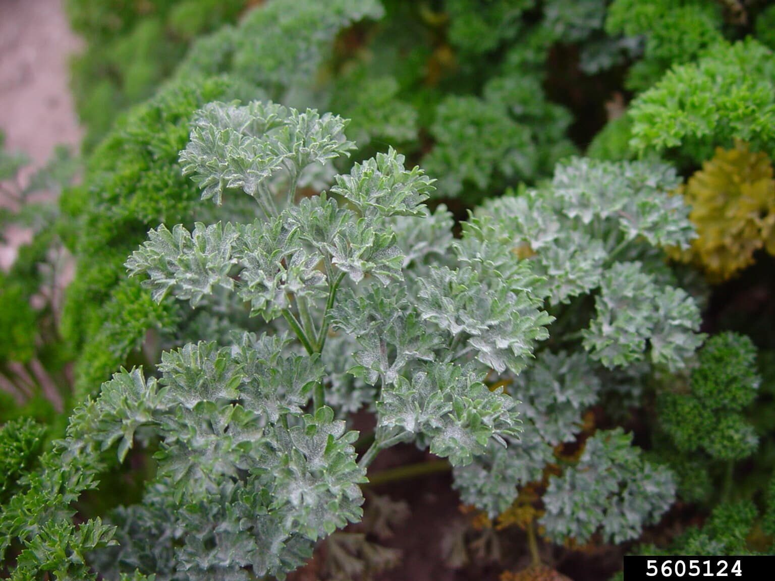Fainare Erysiphe heraclei pe morcov, fallback Apiaceae pentru telina.