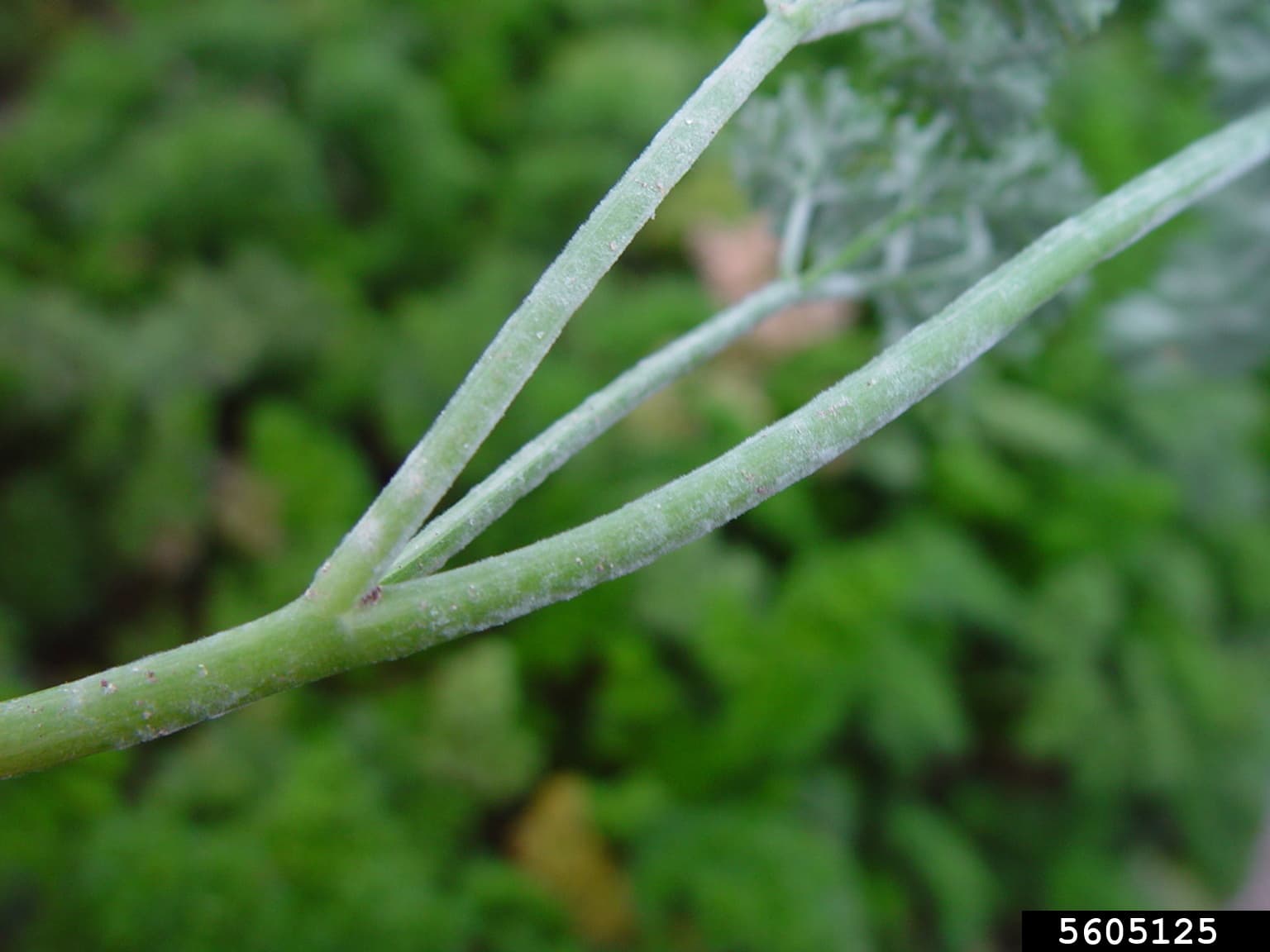 Fainare Erysiphe heraclei pe petiol de morcov, fallback Apiaceae pentru telina apio.