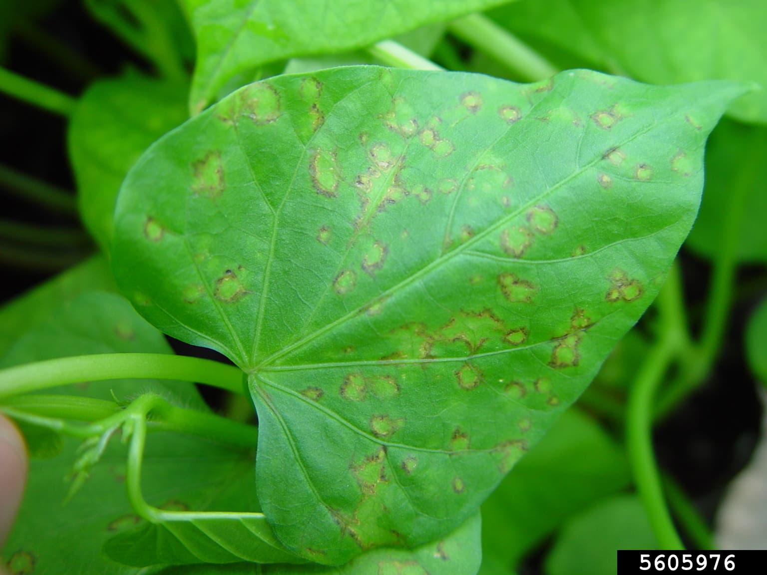 Viroza cartofului dulce: SPFMV lesions on sweetpotato leaves