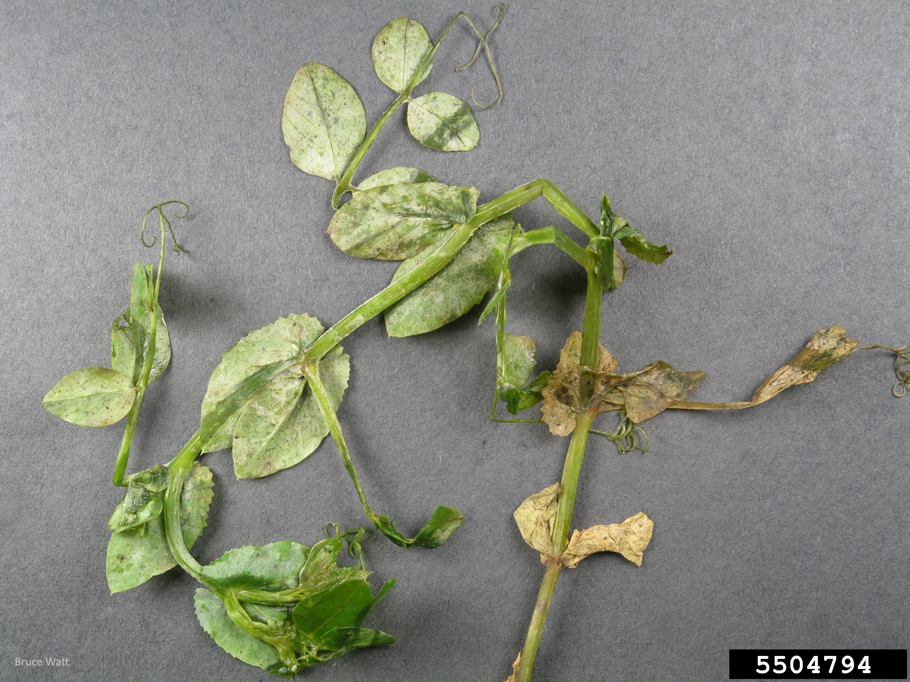 Ascochitoza mazarii: Didymella pinodes symptoms on field pea leaves and stems