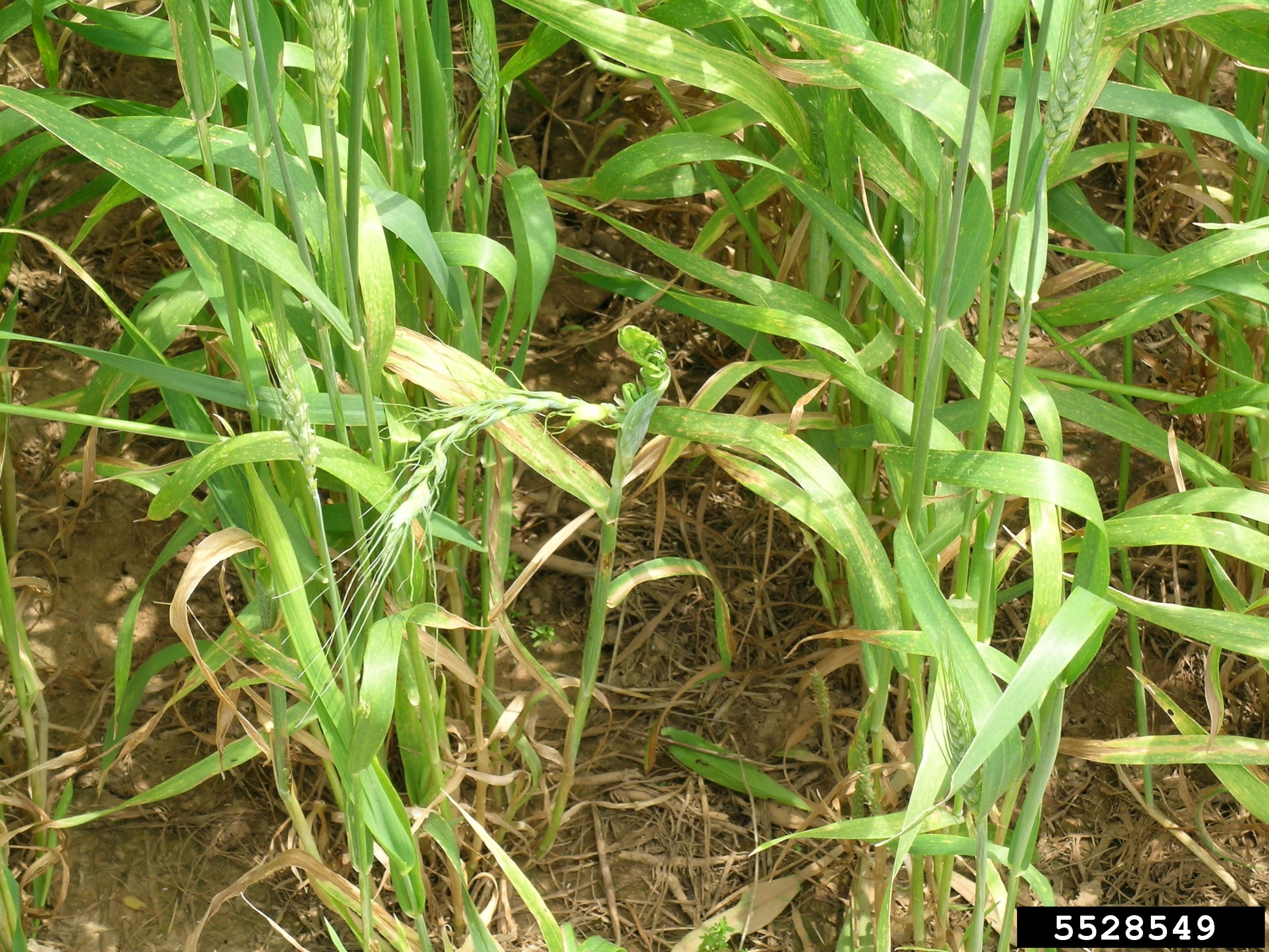 Downy mildew crazy top symptoms on common wheat in the field