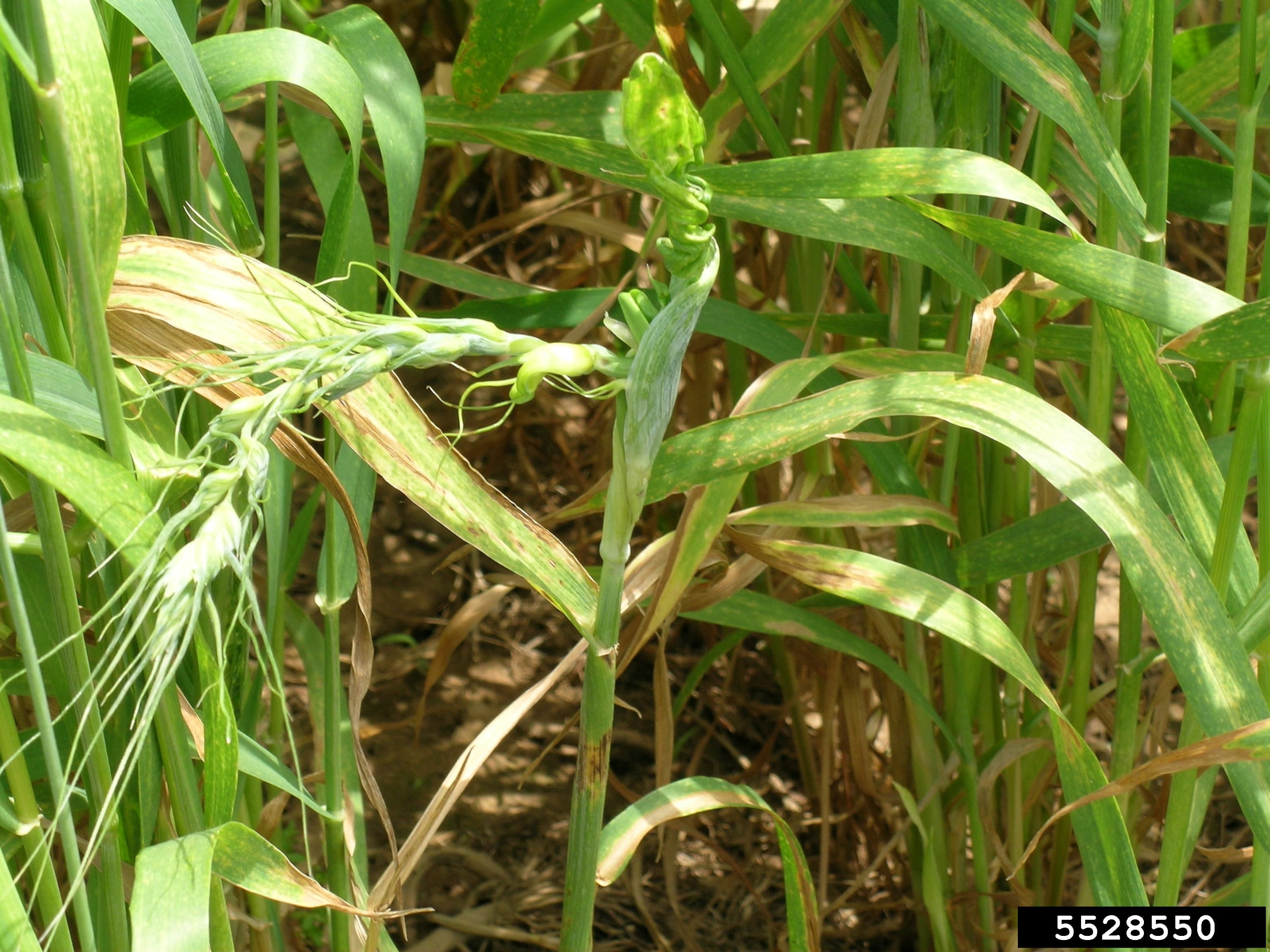 Distorted common wheat head caused by Sclerophthora macrospora downy mildew