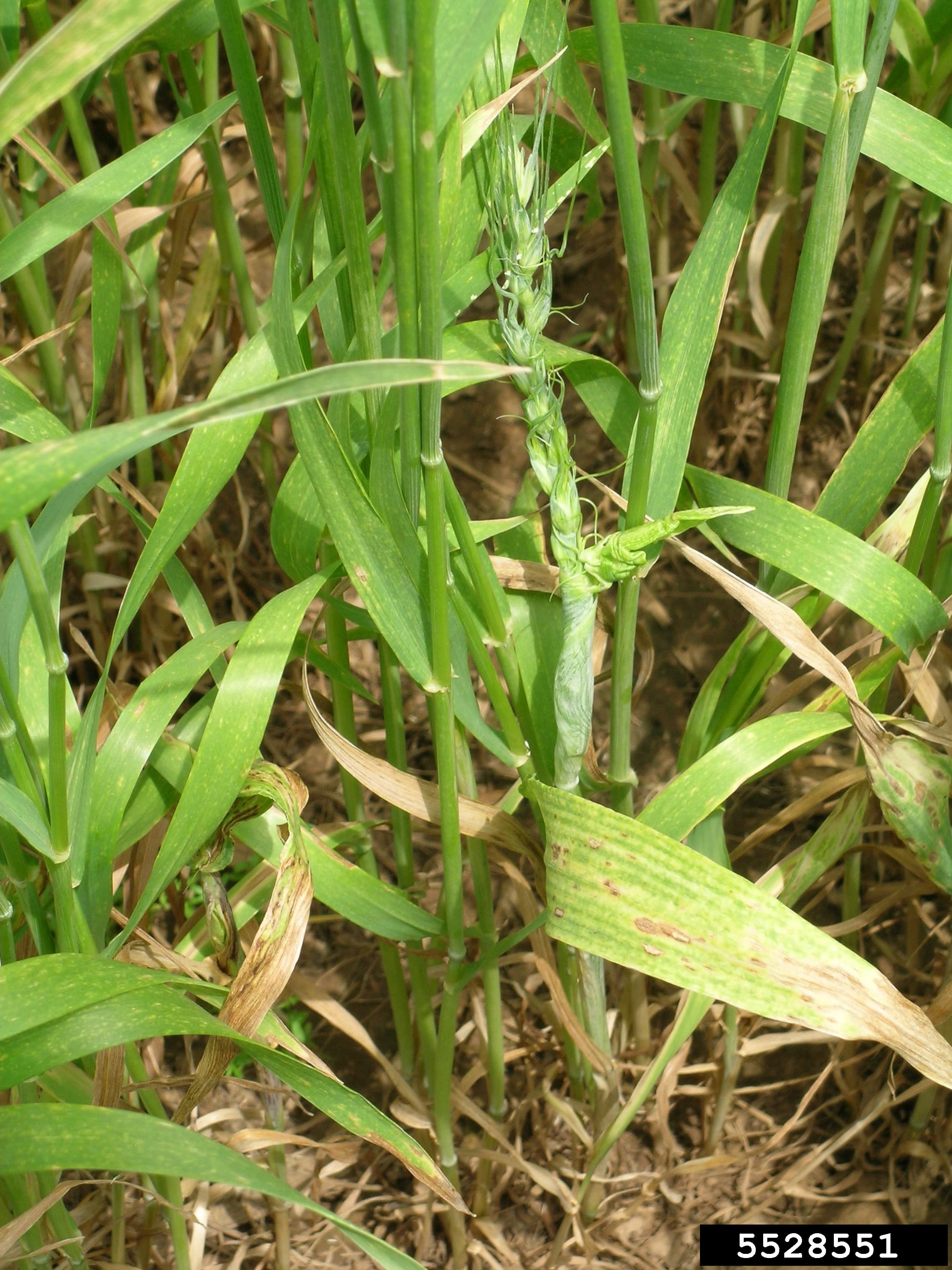 Common wheat head distorted by Sclerophthora macrospora downy mildew