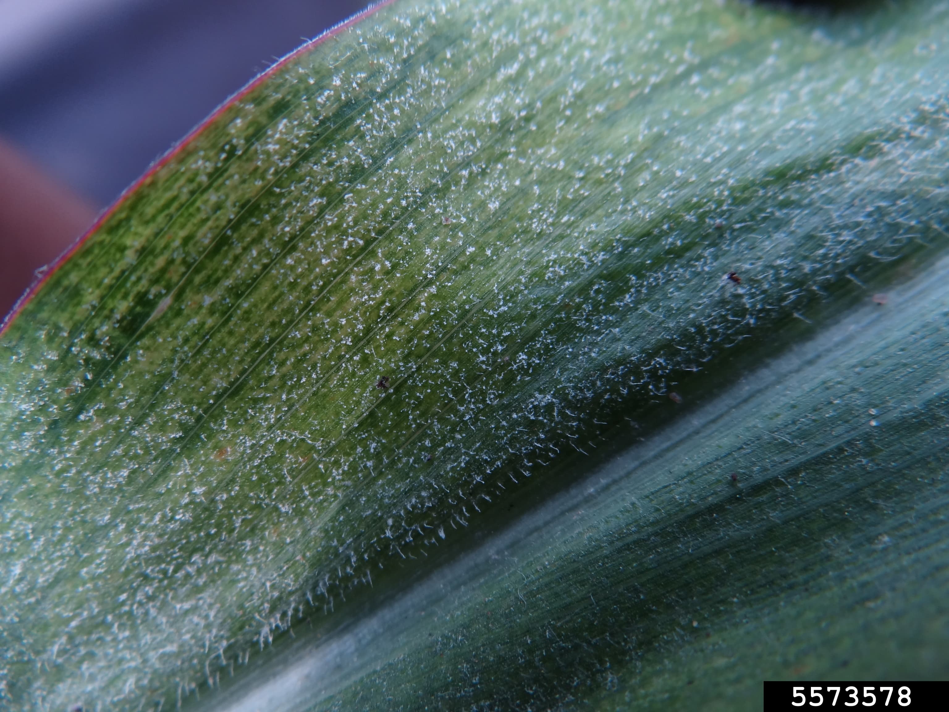White cottony downy mildew growth on corn leaf caused by Peronosclerospora sorghi