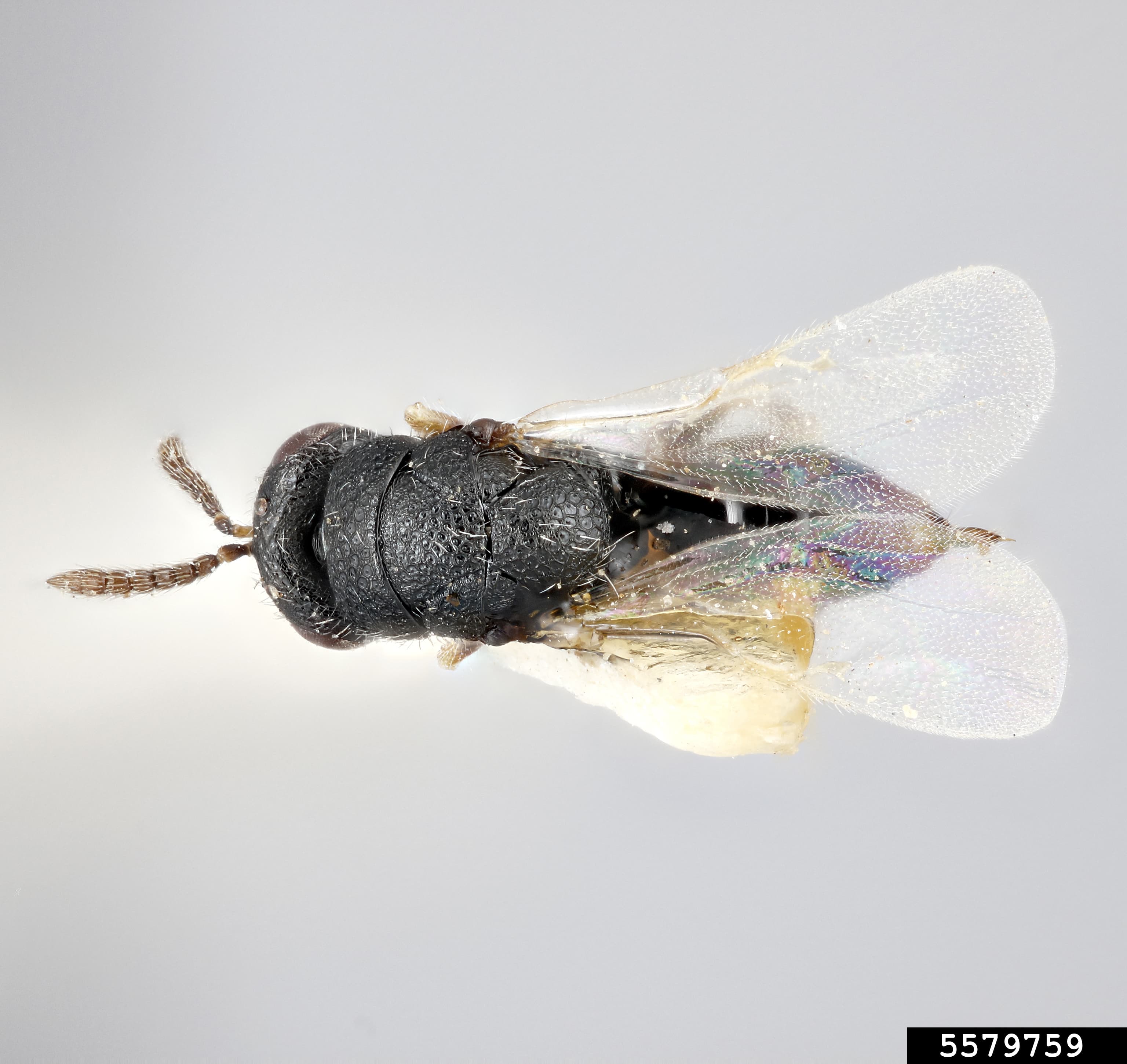 Viespea semintei de lucerna: adult Bruchophagus roddi.