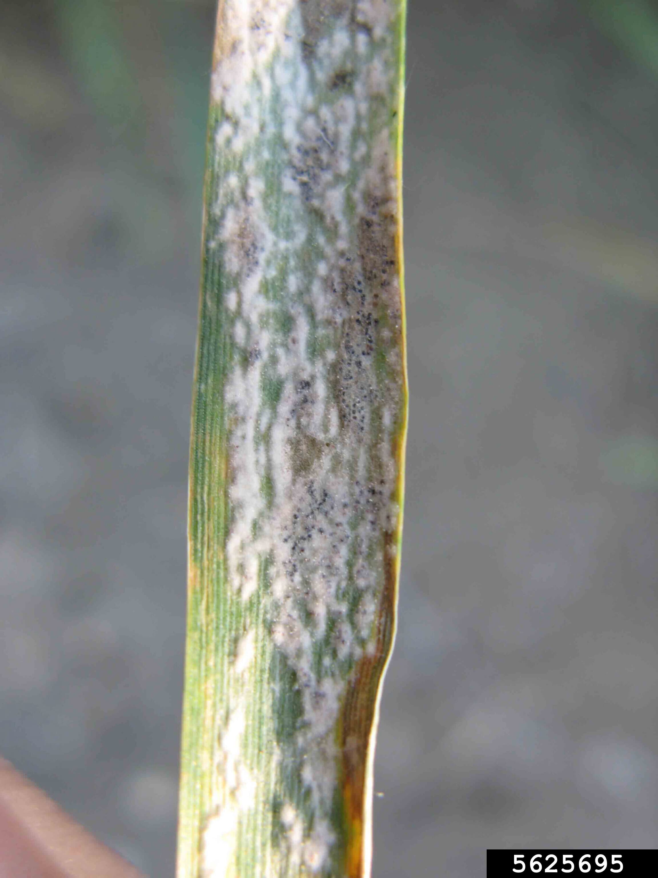 Powdery mildew signs on wheat leaf caused by Blumeria graminis f. sp. tritici