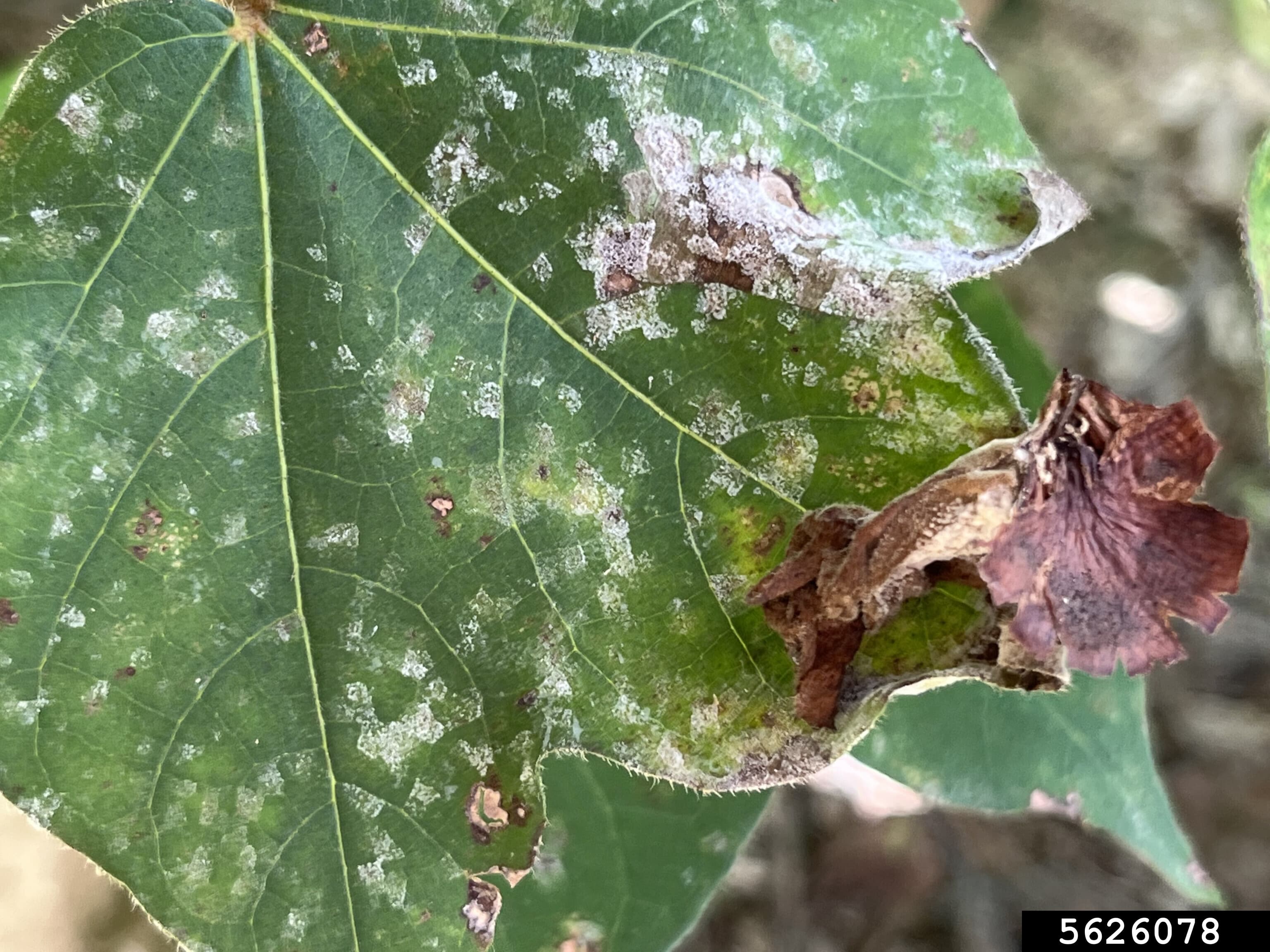 Mana la bumbac: areolate mildew signs on cotton leaf.