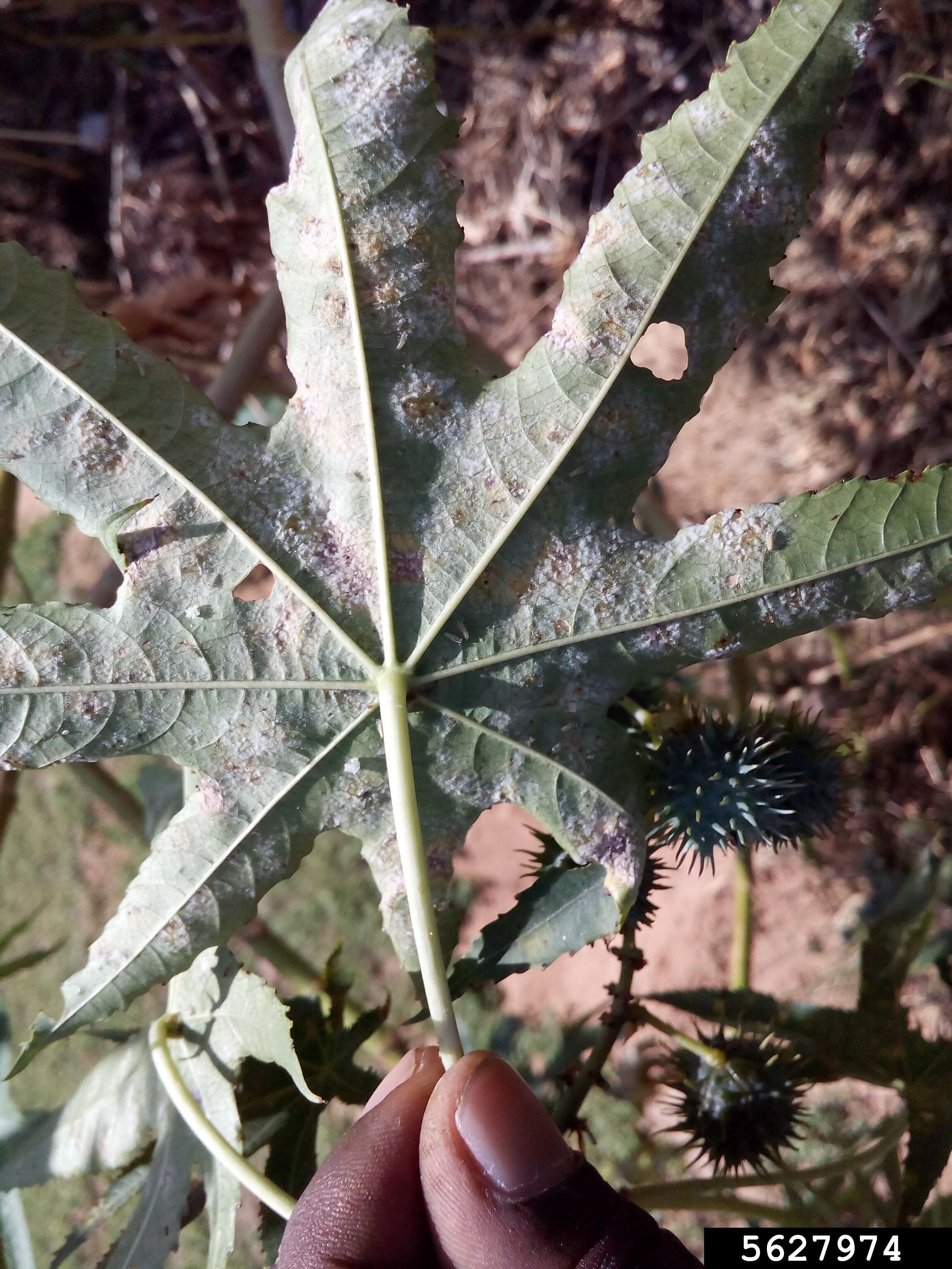 Fainare pe frunza de ricin, Leveillula taurica pe Ricinus communis, simptom alb vizibil pe dosul frunzei.