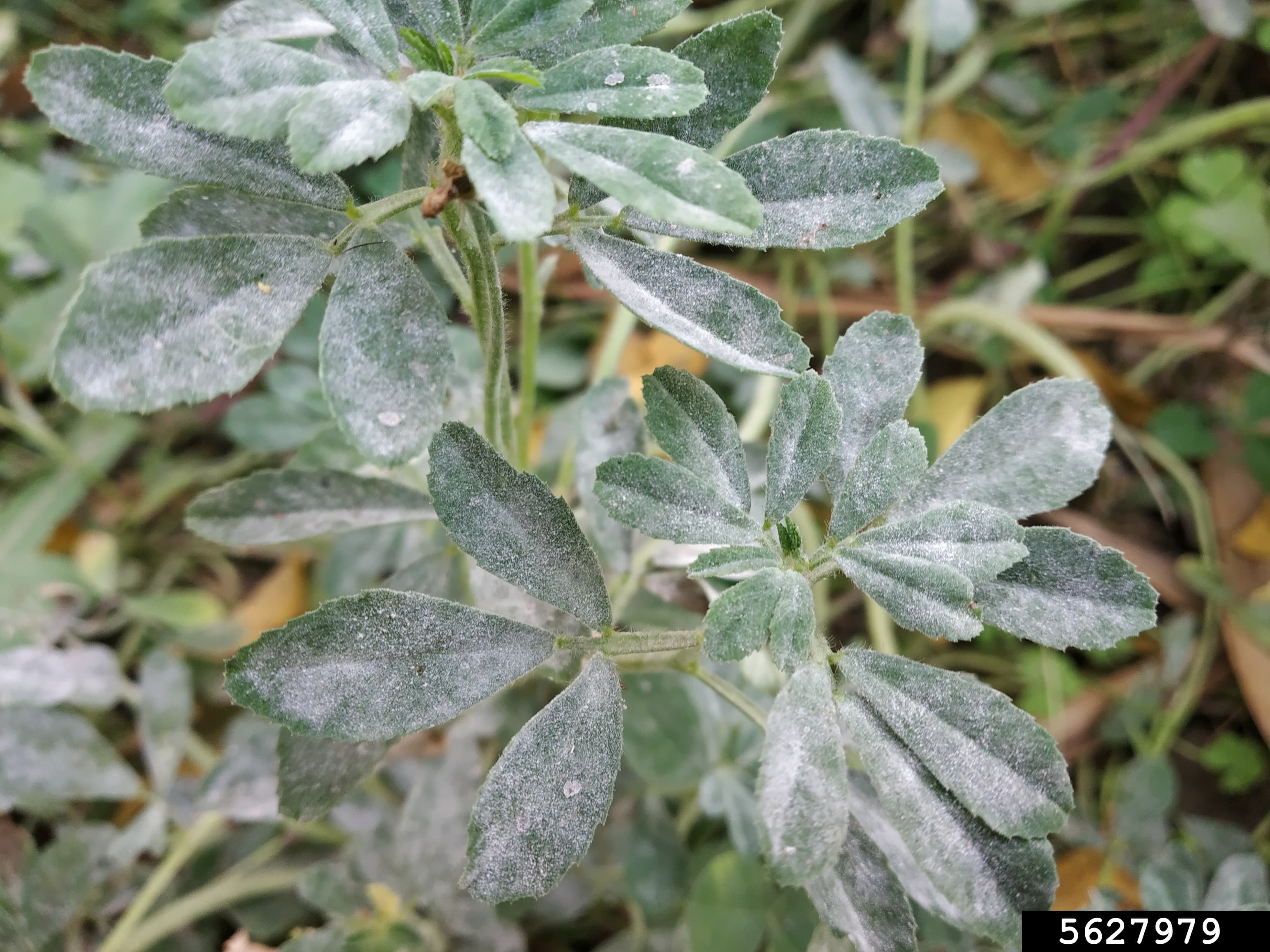 Schinduf: imagine de referinta asociata cu Făinare la schinduf. Fainare la schinduf: Erysiphe betae powdery mildew on Trigonella.