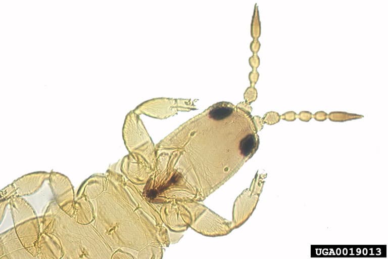 Preparat microscopic de Aptinothrips rufus cu antene si cap vizibile.