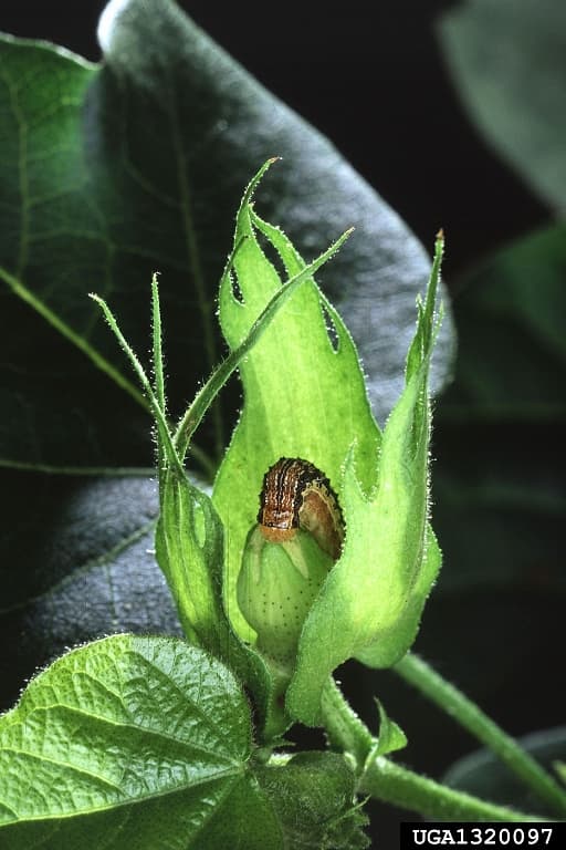 Larva de Helicoverpa zea intrata intr-un fruct tanar, simptom tipic pentru omizile fructificatiilor.