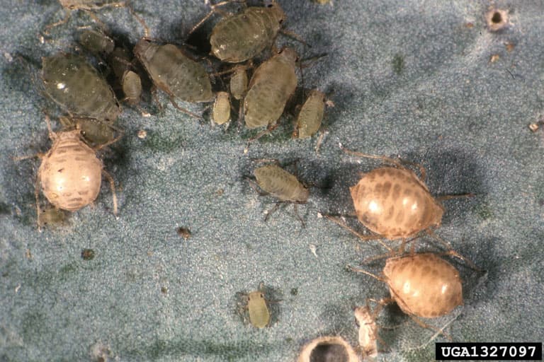 Afide la mustar: Lipaphis erysimi, mustard aphid