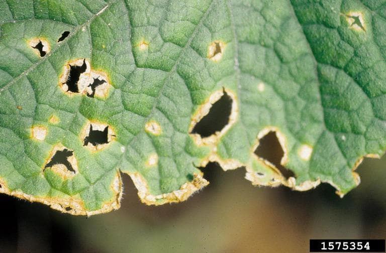 Antracnoza cucurbitaceelor: simptom shot-hole de Colletotrichum orbiculare pe frunza de castravete.