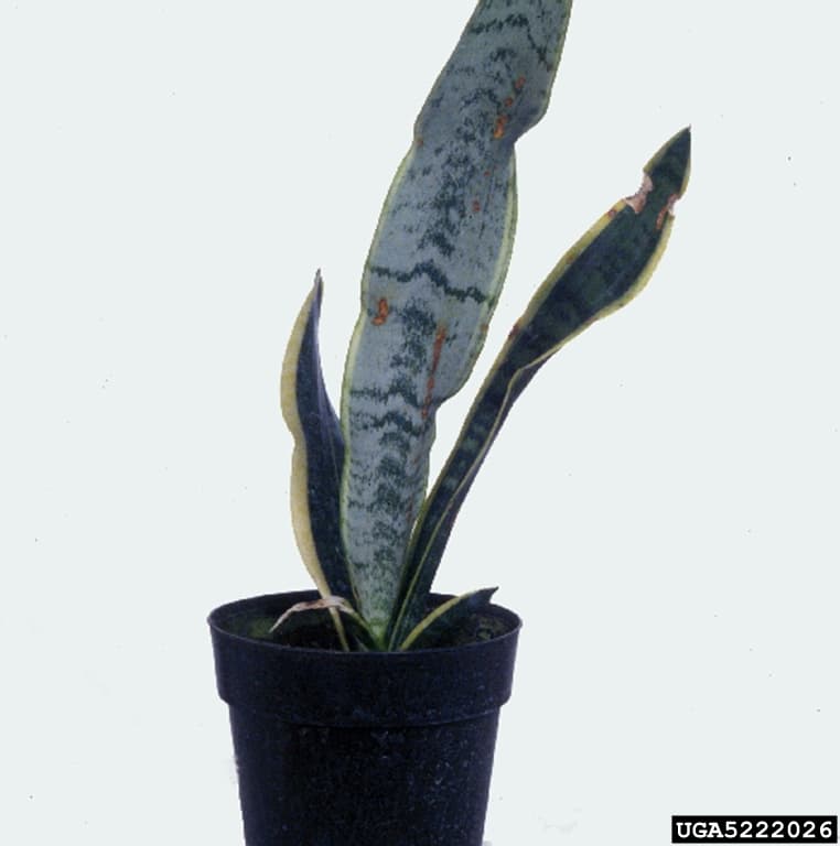 Planta de orez cu simptome de bakanae produse de Fusarium fujikuroi.