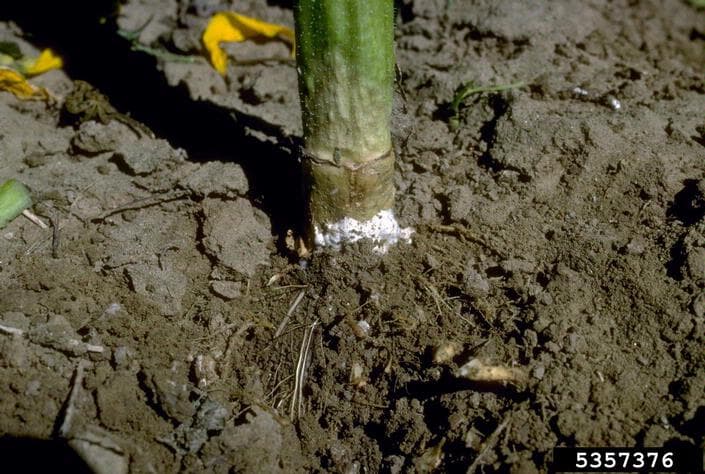 Sclerotinia sclerotiorum la baza tulpinii de floarea-soarelui, cu miceliu alb.