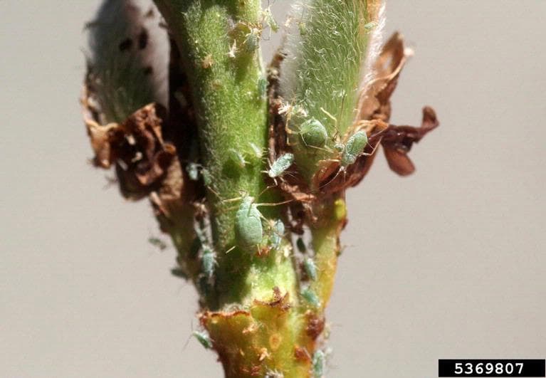 Afide la lupin: Macrosiphum albifrons pe Lupinus