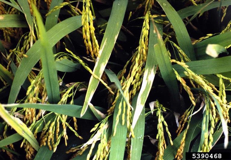 Arsura bacteriana a frunzelor de orez in camp, cu simptome pe frunze de Oryza sativa.