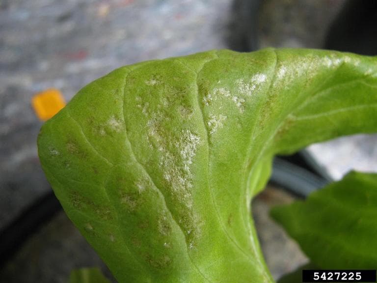 Trips la salata iceberg: Frankliniella occidentalis si simptome pe frunza de salata.