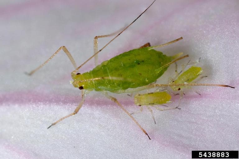 Afide la linte verde: Acyrthosiphon pisum, fallback taxonomic