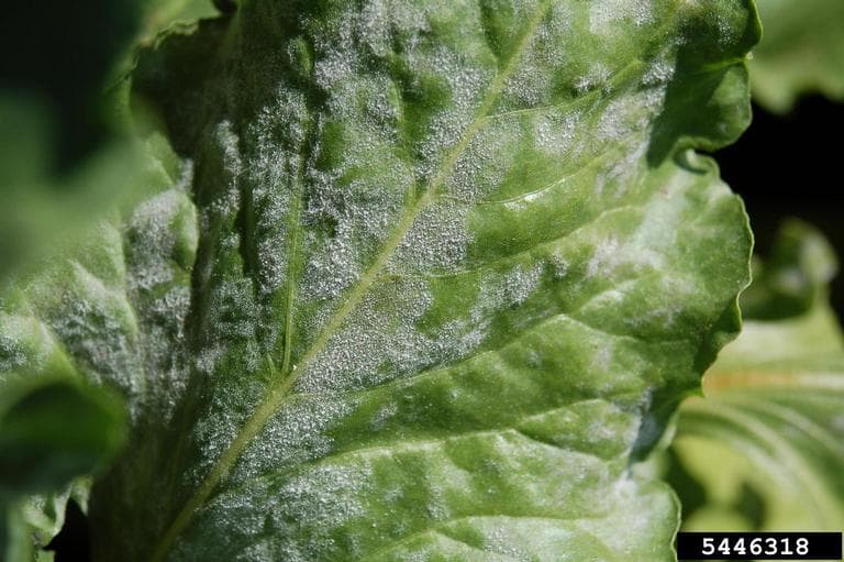 Imagine pentru Fainare La Amarant: Erysiphe betae on sugar beet