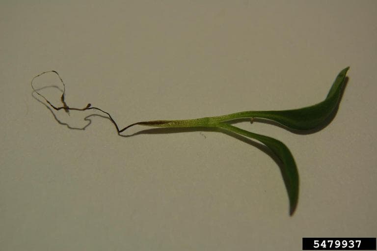 Caderea plantutelor: plantuta de sfecla de zahar cu damping-off produs de Aphanomyces.