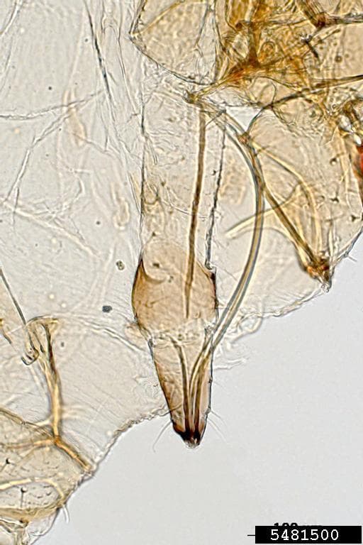 Afide la napi de miriste: Lipaphis pseudobrassicae, turnip aphid