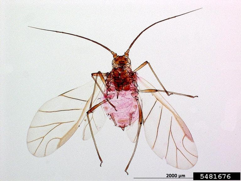 Afide la menta: Ovatus crataegarius, mint aphid