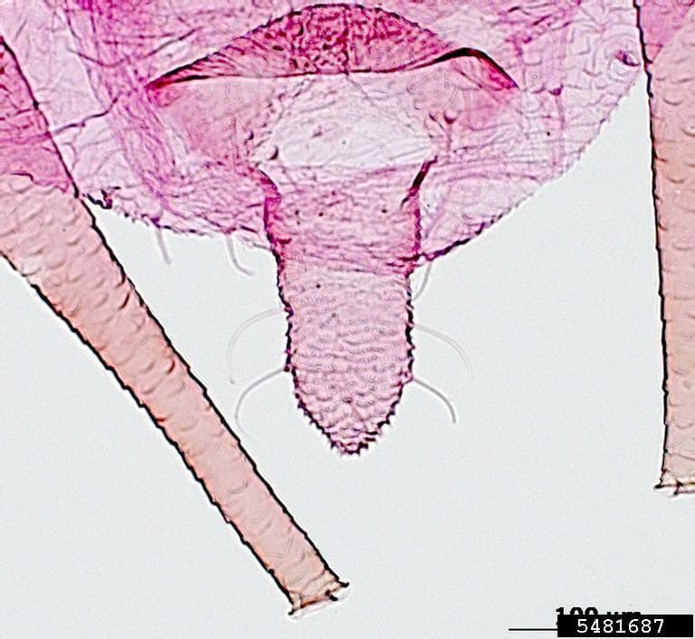 Afidul mentei: Ovatus crataegarius, adult apter.