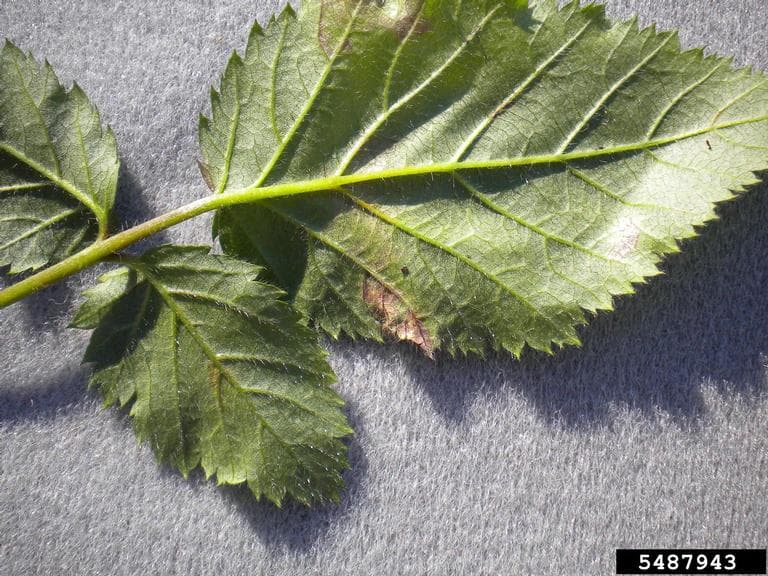 Mana la zmeur remontant: leziuni foliare de Peronospora sparsa pe Rubus, folosit ca fallback pentru zmeur.