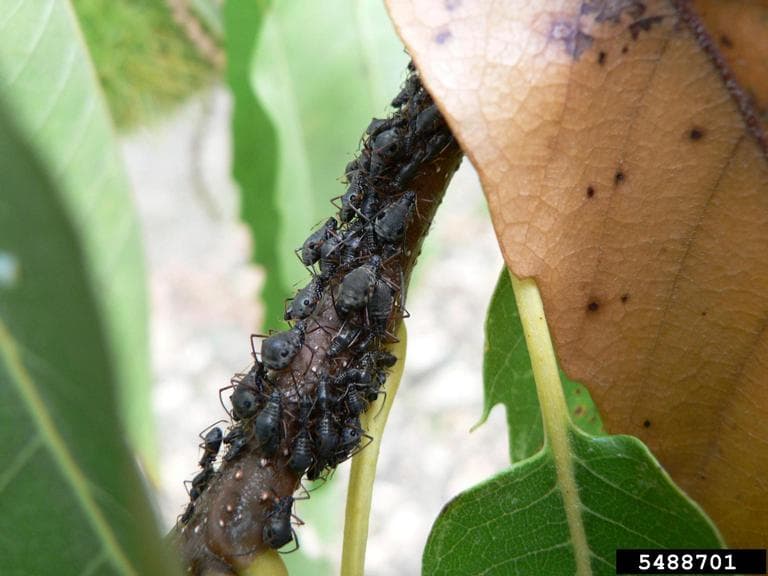 Afide la castan comestibil: Lachnus roboris feeding on Castanea sativa shoot.