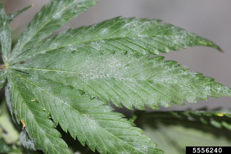 Fainare pe frunza de canepa industriala, Podosphaera macularis pe hemp Cannabis fiber type, simptom alb vizibil.
