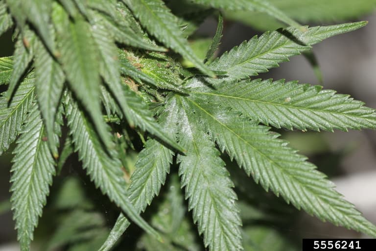 Fainare pe frunze de canepa, Podosphaera macularis pe hemp Cannabis fiber type, simptom alb vizibil.