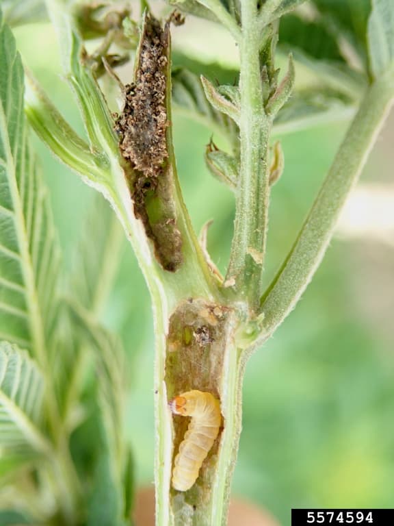 Sfredelitorul cânepii: Grapholita delineana pe Cannabis sativa