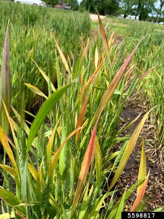 Piticirea galbena a orzului: barley yellow dwarf virus symptoms on wheat plants