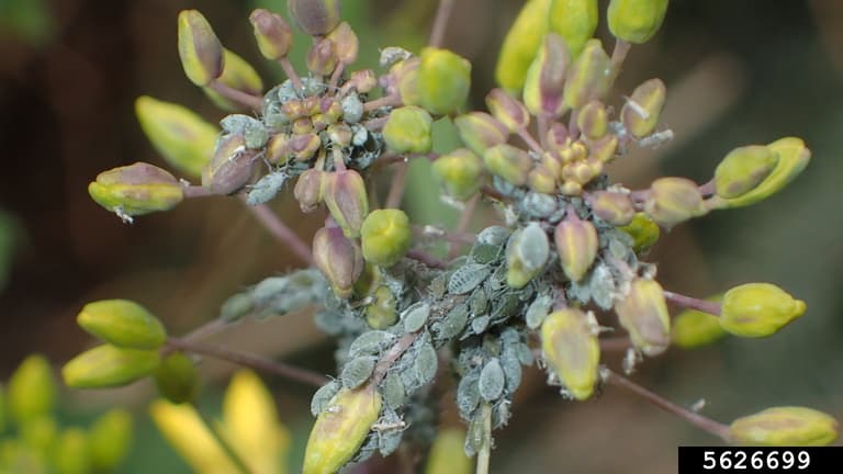 Afide la varza chinezeasca: colonie de Brevicoryne brassicae pe Brassica rapa, folosita ca fallback pentru varza chinezeasca.