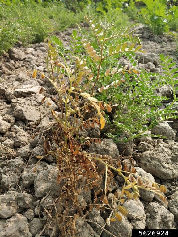 Planta de naut cu ofilire si uscari produse de Fusarium oxysporum f. sp. ciceris.