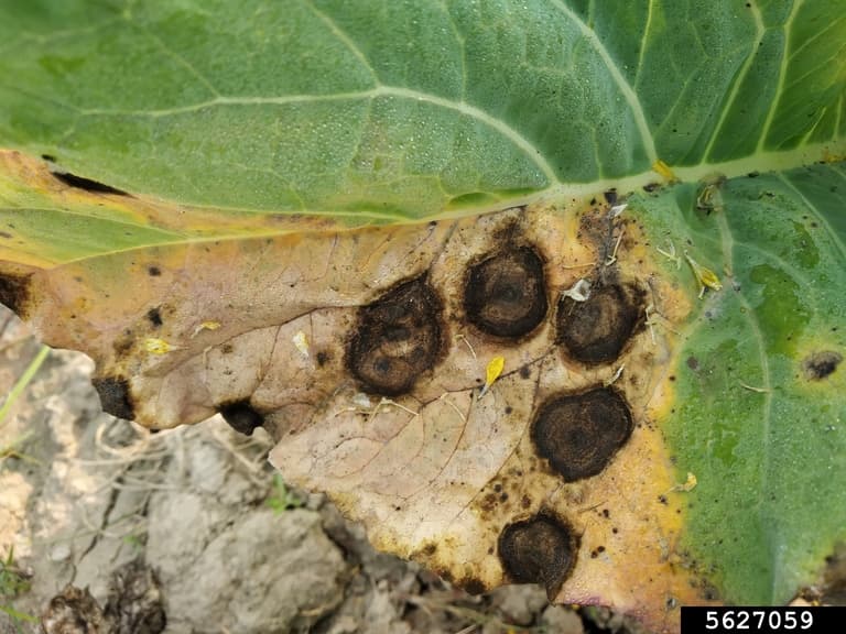 Alternarioza conopidei: pete negre concentrice de Alternaria brassicae pe frunza de conopida.
