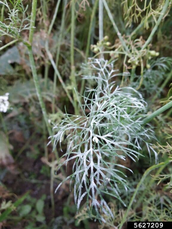 Fainare la coriandru: powdery mildew on Coriandrum