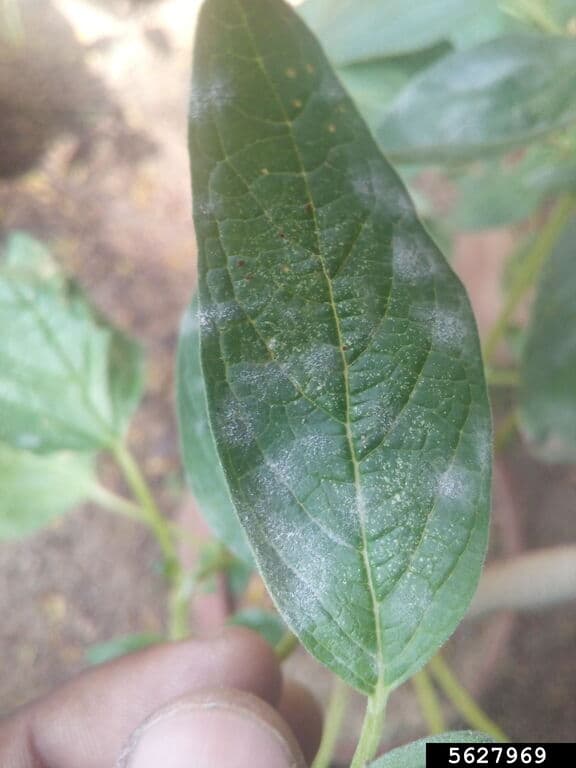 Susan: imagine de referinta asociata cu Făinare la susan: simptome, diagnostic și management integrat. Fainare la susan: powdery mildew on Sesamum indicum