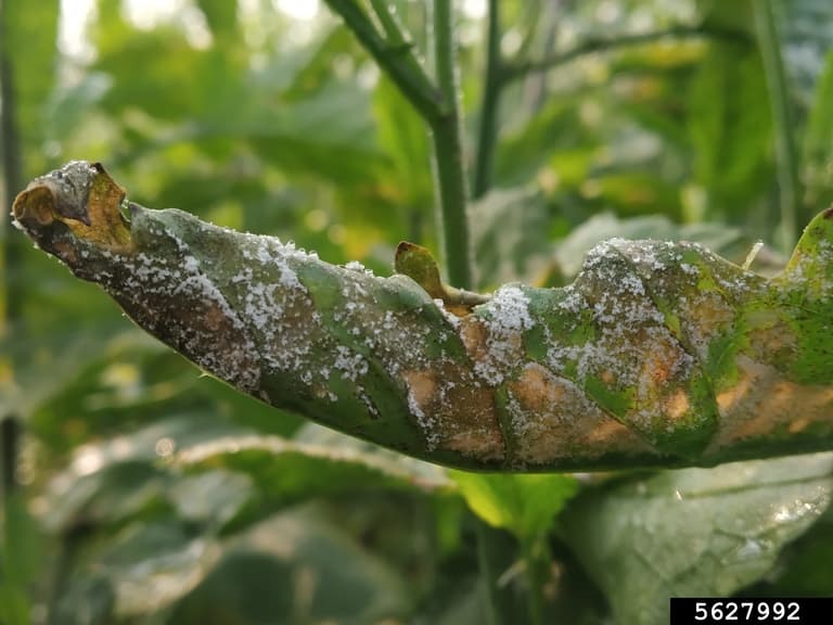 Imagine pentru Mana Mustarului: Hyaloperonospora parasitica on Indian mustard