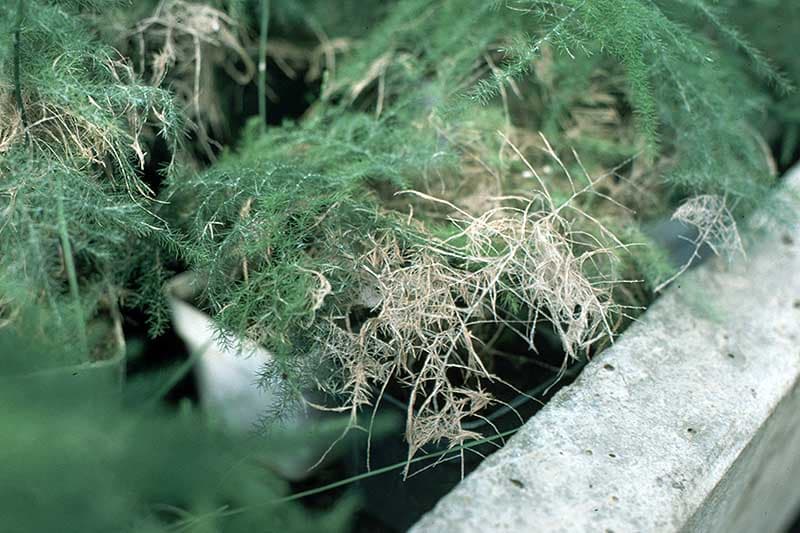 Fuzarioza sparanghelului: plantă de sparanghel cu simptome de root rot.