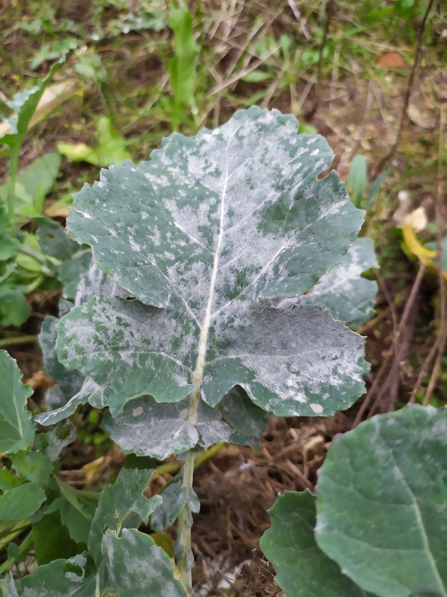 Fainare la camelina: Erysiphe cruciferarum on Brassica leaf