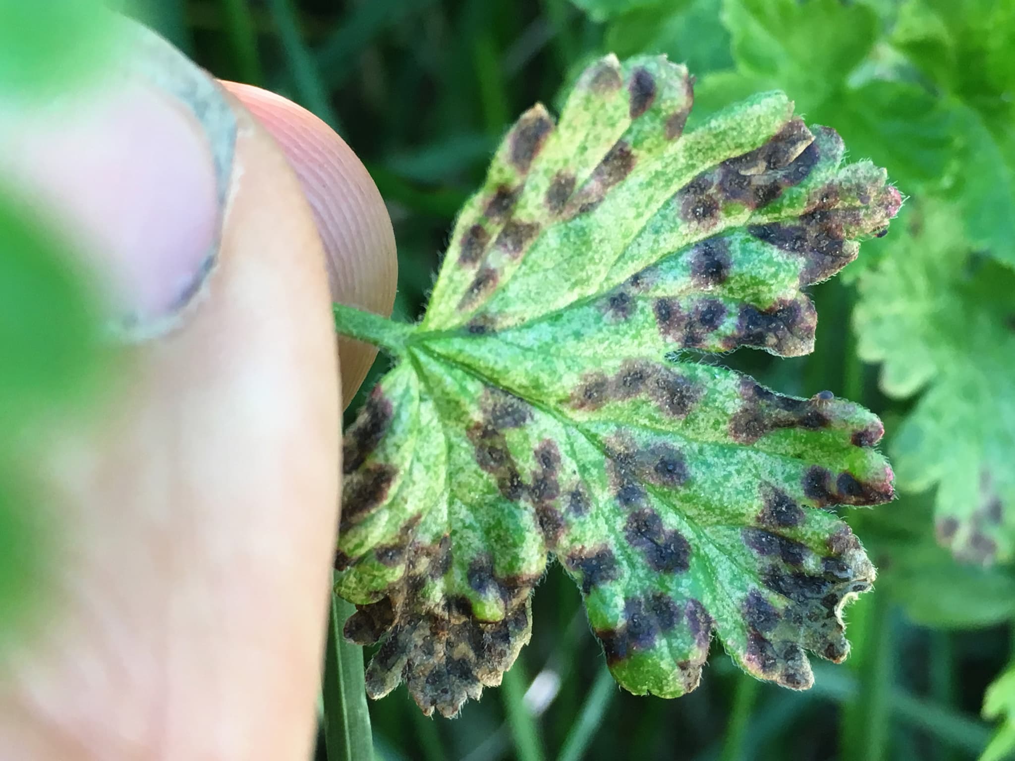 Antracnoza agrisului: Drepanopeziza ribis pe frunza de Ribes