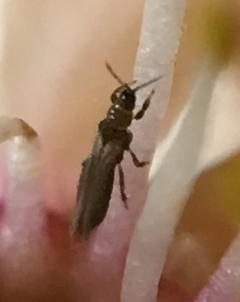 Trips la corcoduș: Thysanoptera observed on Prunus cerasifera flowers.