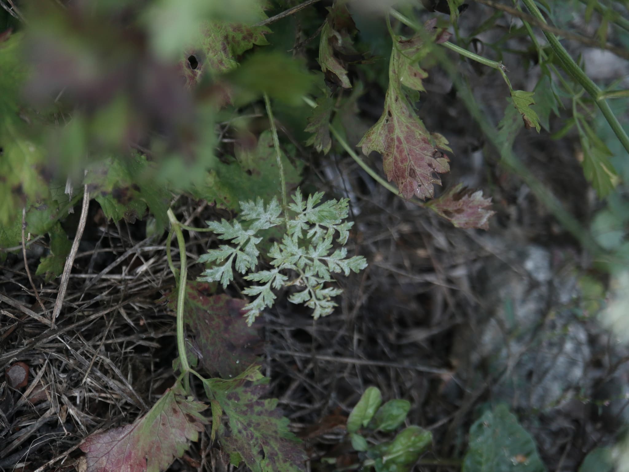 Erysiphe heraclei pe Pimpinella saxifraga, fallback de acelasi gen pentru fainare la anason.