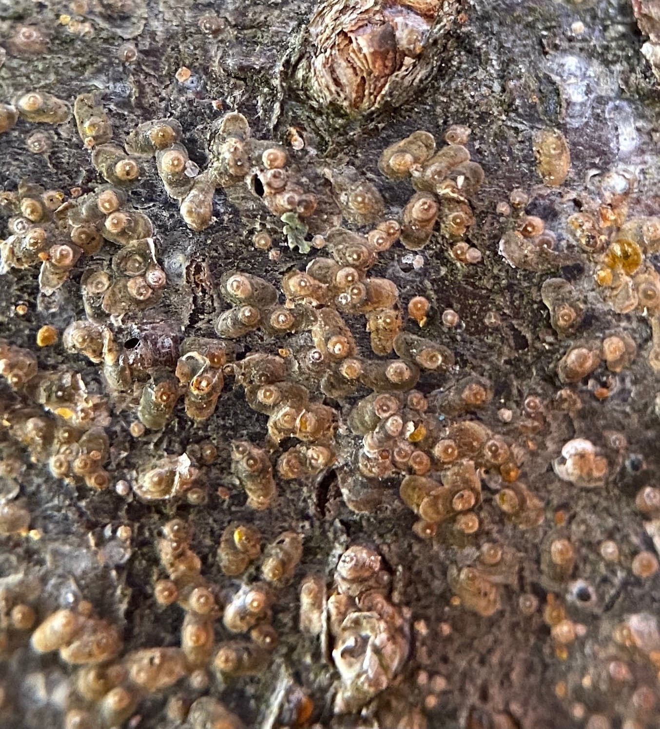 Paduchele din San Jose: Comstockaspis perniciosa scales on bark