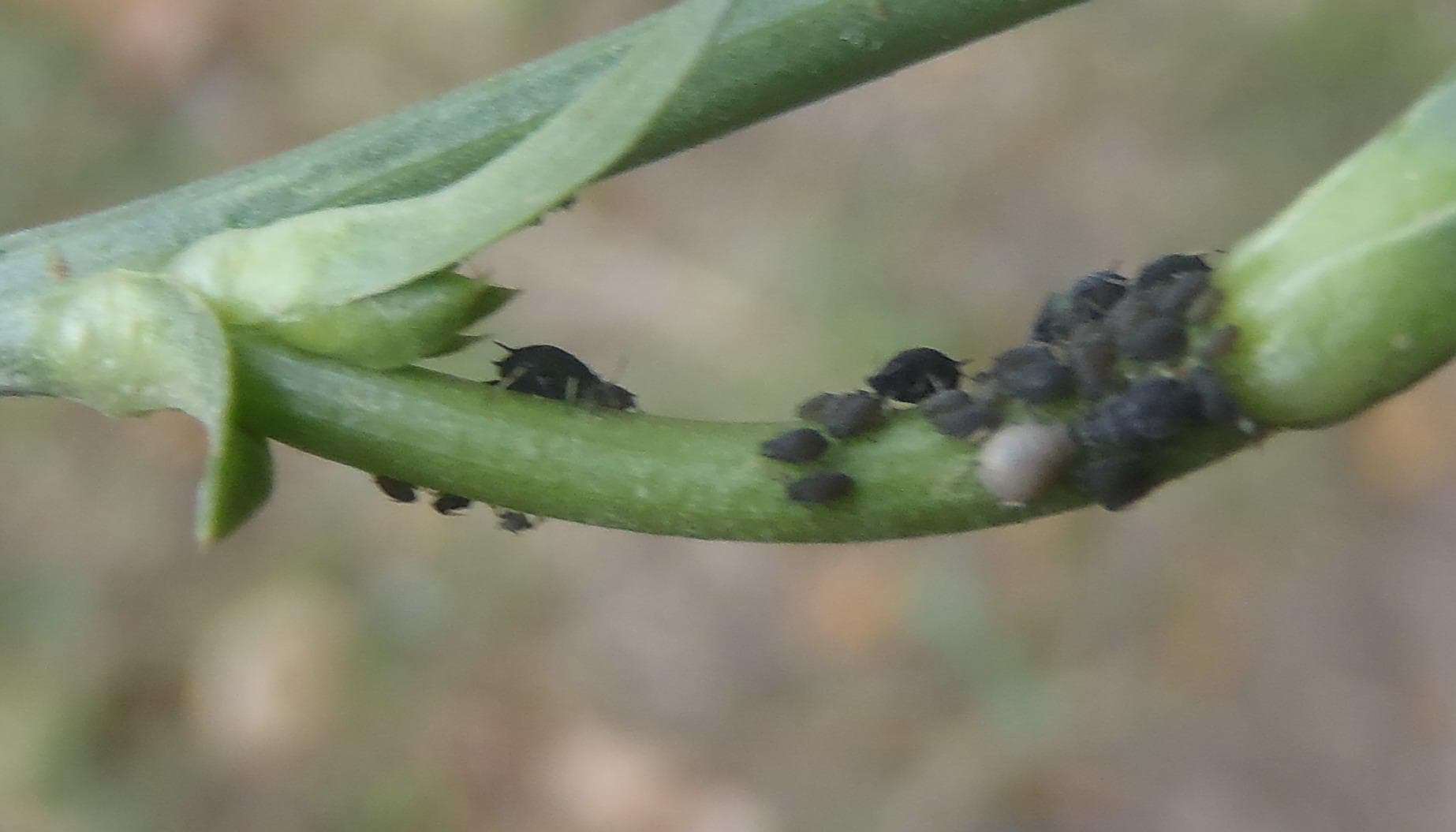 Afide negre pe Cichorium intybus, cicoare.