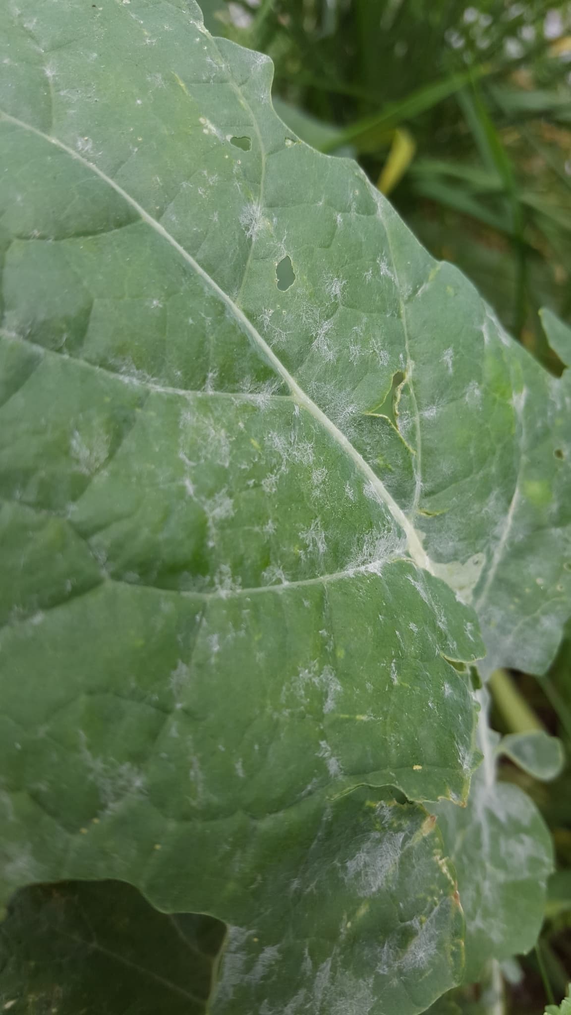 Fainare la rucola: Erysiphe cruciferarum on Brassica leaf
