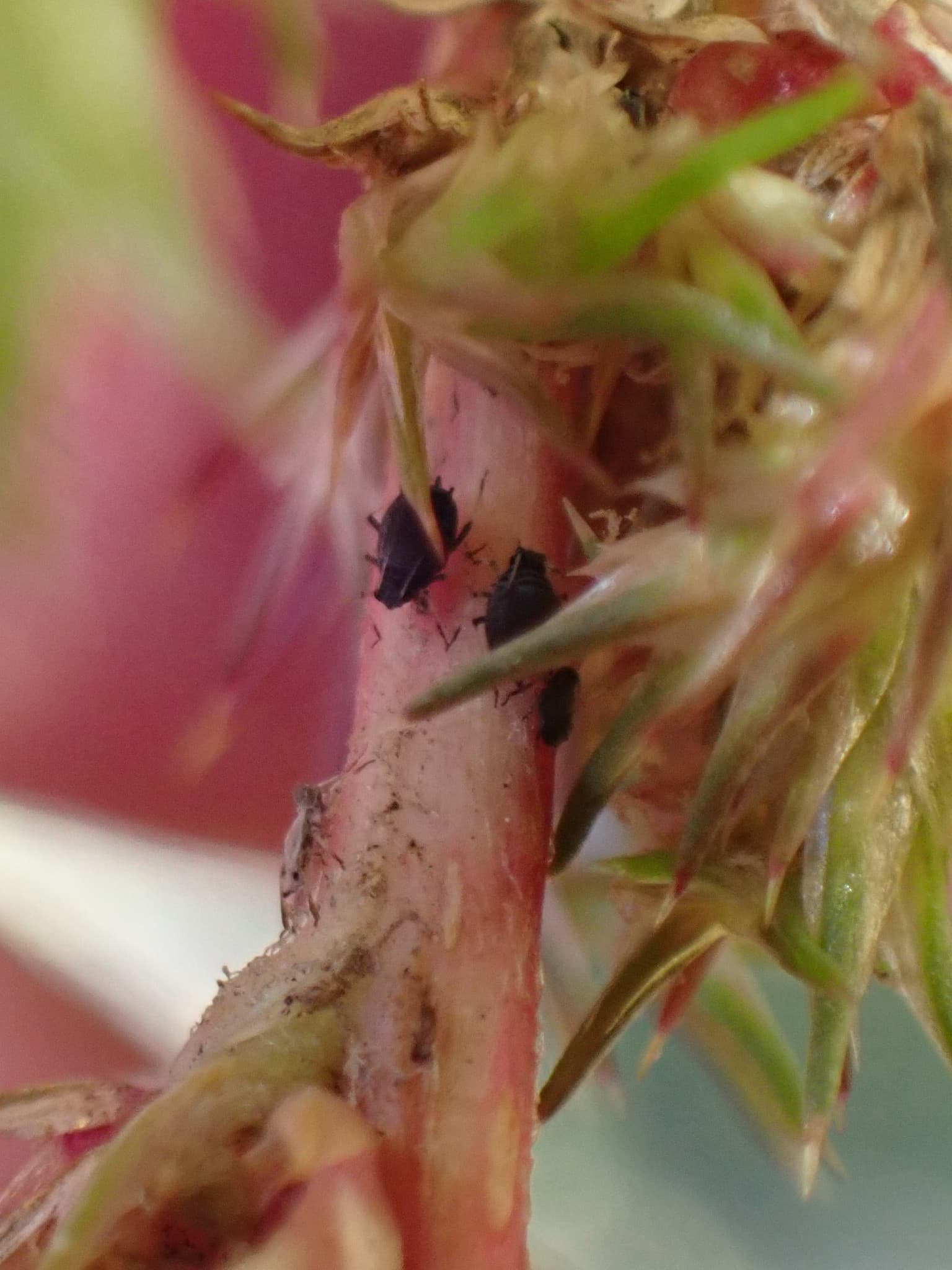 Amarant: imagine de referinta asociata cu Afide la amarant. Imagine pentru Afide La Amarant: aphids on amaranth