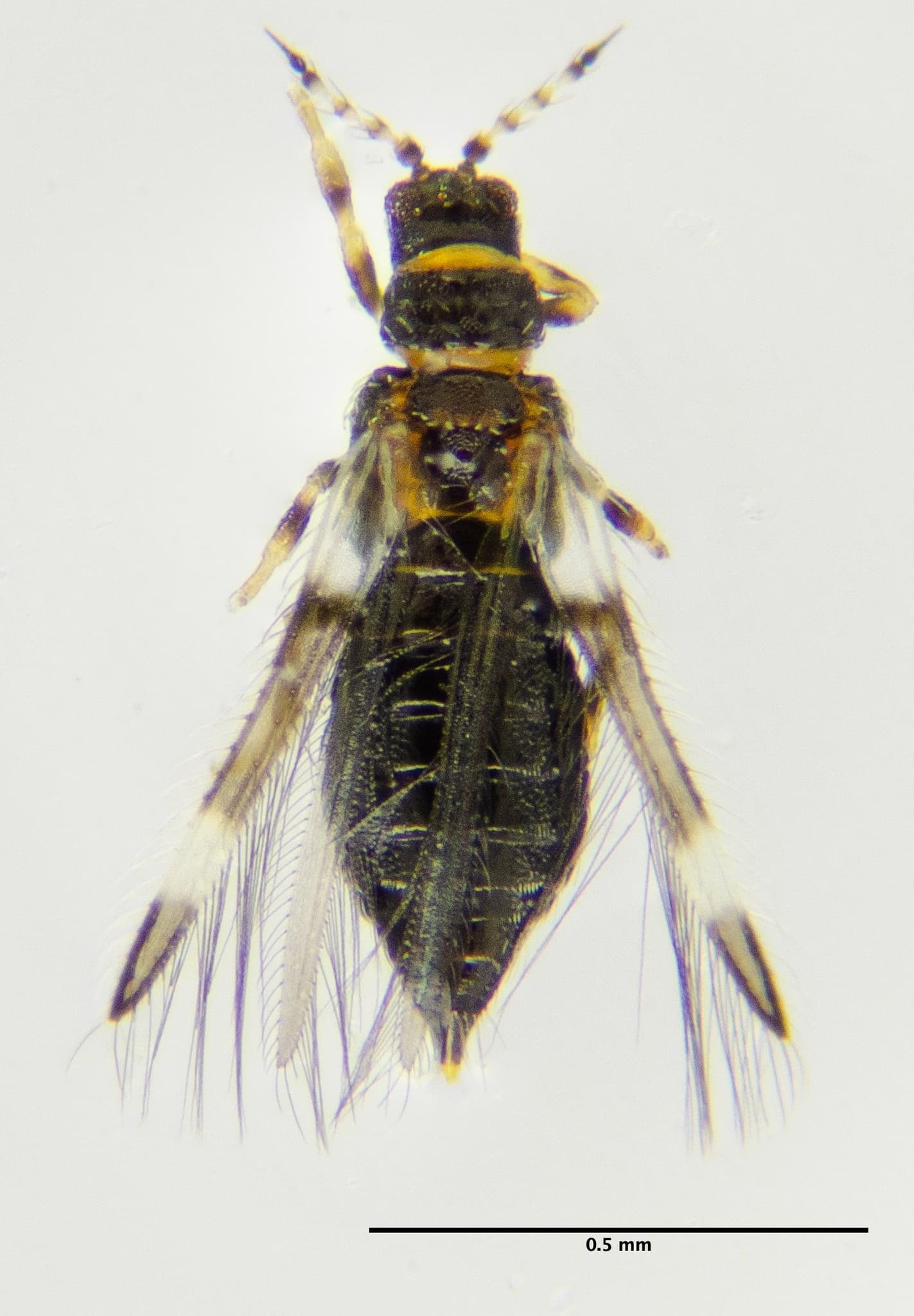 Bean thrips adult photographed in a diagnostic dorsal view.